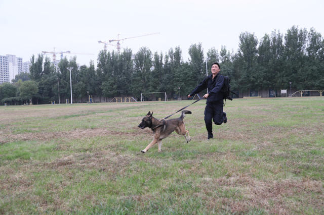 近日,为提高团队合作精神,鼓舞士气,北京市公安局在警犬基地举行了一