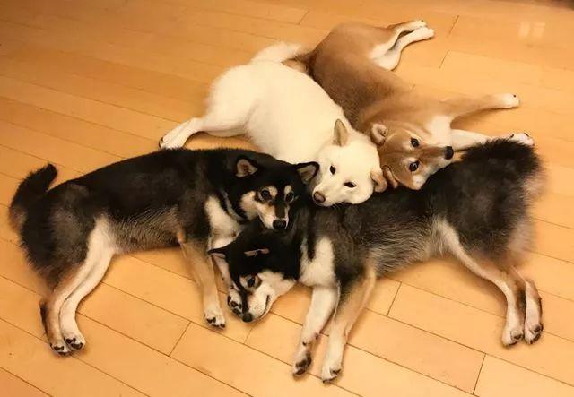 火爆日站的柴犬四姐妹,集齐赤柴,黑柴和白柴,它们在一起的日常简直萌