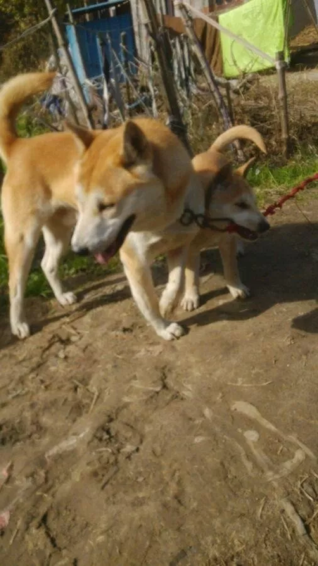 黄狗白面,虽是土狗,颜值不输柴犬