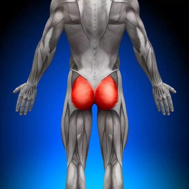臀部在行走中的功能 臀部在下肢中占据的位置非常大,尤其是臀大肌,它