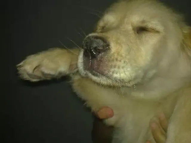 3,秋冬季节是犬瘟,流行性感冒,支气管炎,鼻螨病,咽喉炎,副鼻窦炎等