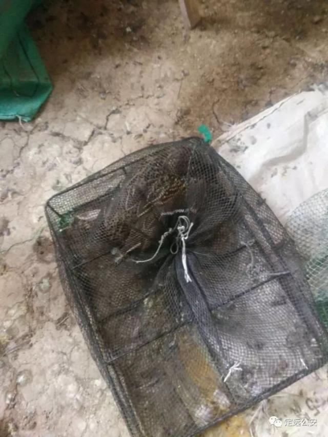 蝰蛇野生鸟类鸟类有山雀,活体,沙锥等二百余只,还有大量v蝰蛇好的野鸭蟒蛇科和物种科有什么区别图片