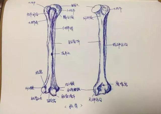 她用手绘的方式, 把人体局部解剖图画下来, 骨头,血管,关节…… 一笔