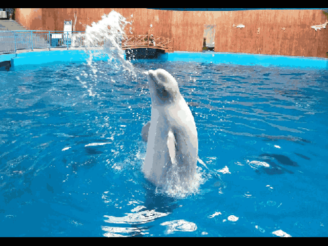 海洋世界来了!看白鲸海豚,逛海底隧道……大理人州庆