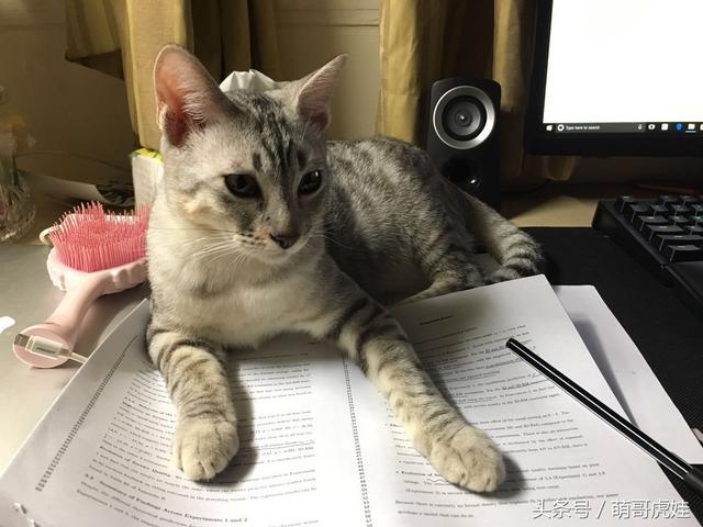 铲屎的带小公猫去割蛋蛋,偶然发现这货居然是