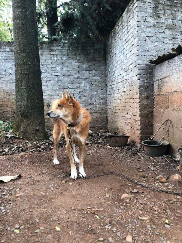 土狗居然能这么好看