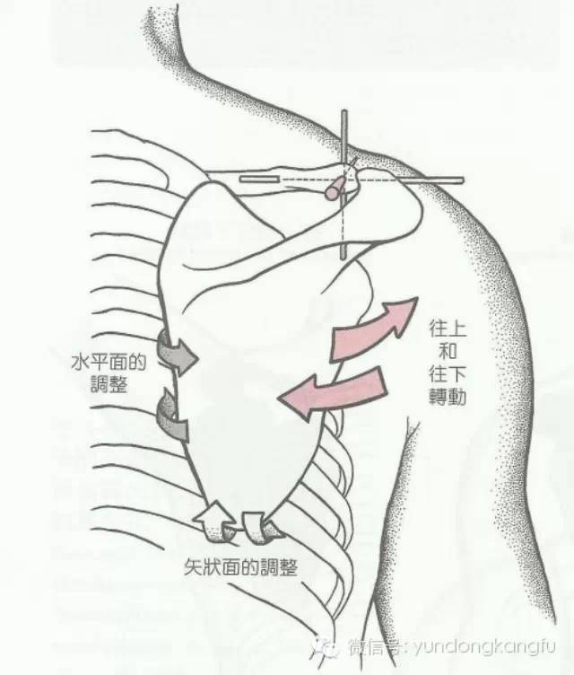 肩胛骨做哪些运动?-体育频道-手机搜狐