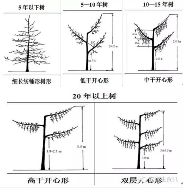 新一轮果树修剪又要开始了!苹果树最全修剪技术放送