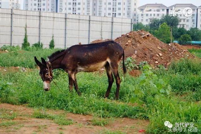 故事:刘大孬卖驴