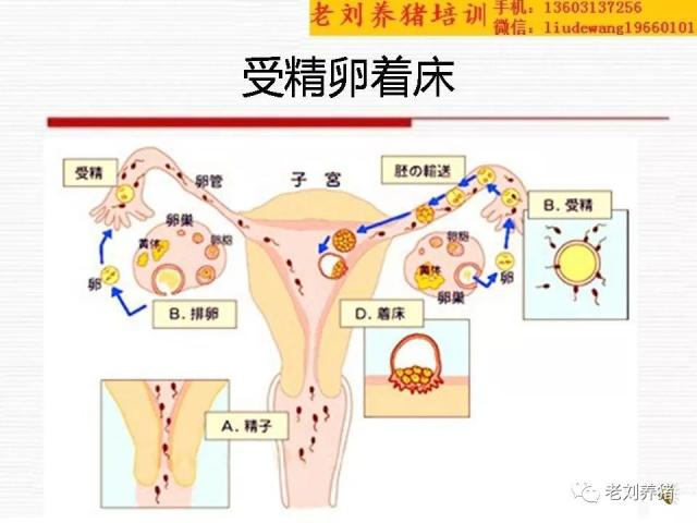 老刘养猪培训 解剖——受精卵着床