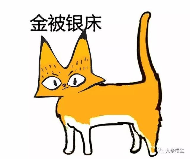 猫咪花色最全解读,你的猫什么花色?