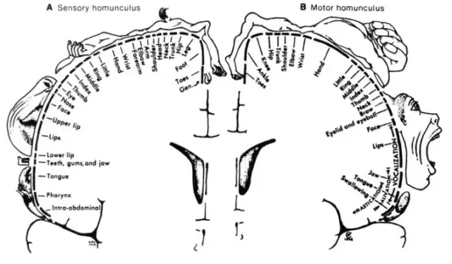 感官侏儒图(sensory homunculus),我们的手指,面部,手掌,嘴唇,舌头和