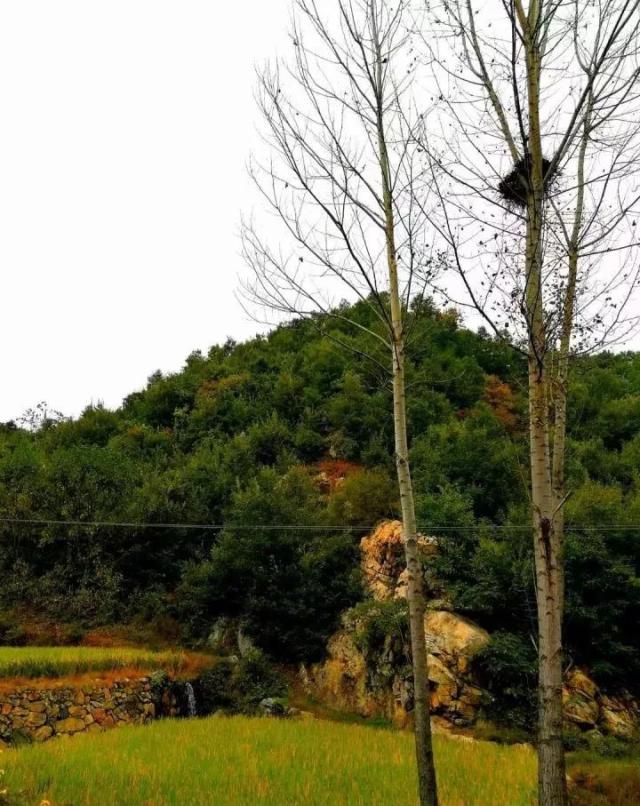 【小编带你看鲁山】下汤镇竹园沟村~原始幽静