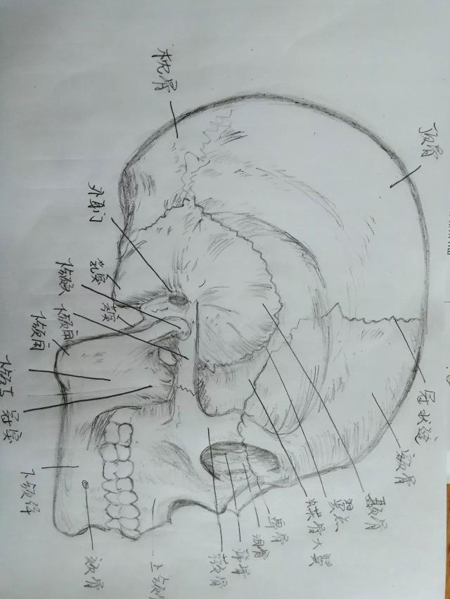 解剖学被老师罚绘画补习,她居然靠手绘一举成名