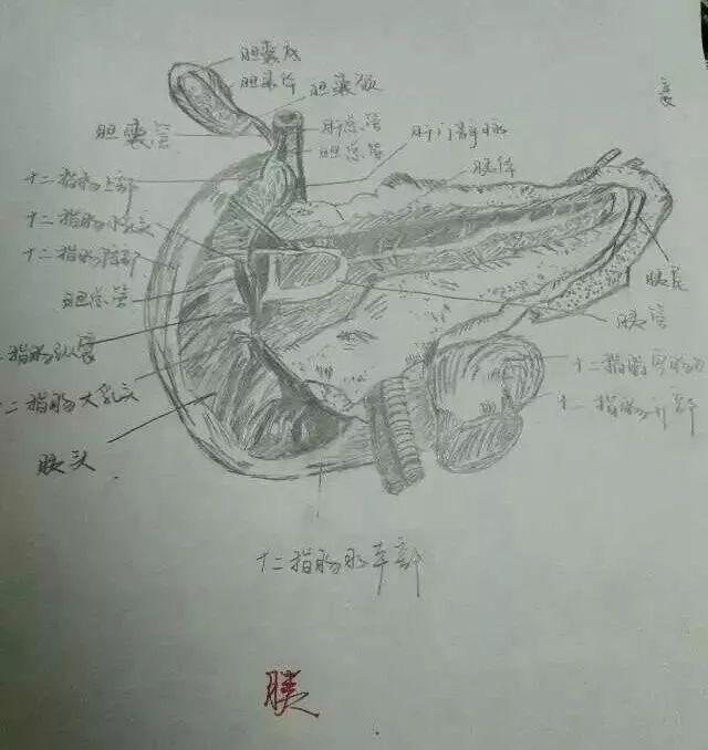 解剖学被老师罚绘画补习,她居然靠手绘一举成名