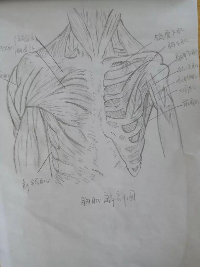 解剖学被老师罚绘画补习,她居然靠手绘一举成名