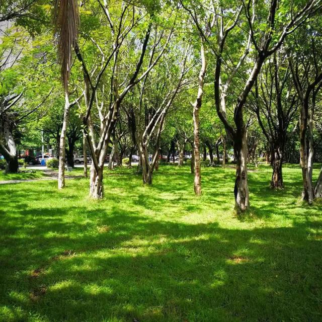 绿树成荫的河滨路,刻画着安溪人特有的文艺情结.