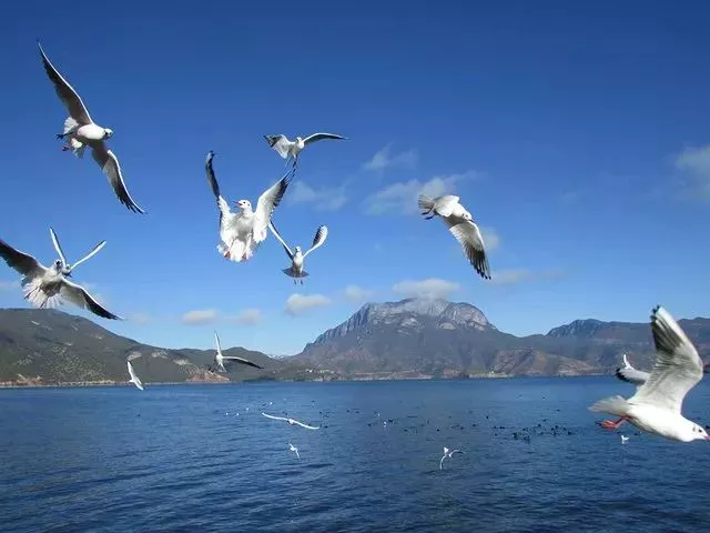 蓝天白云 海鸥成群 冬季的泸沽湖美得不像话