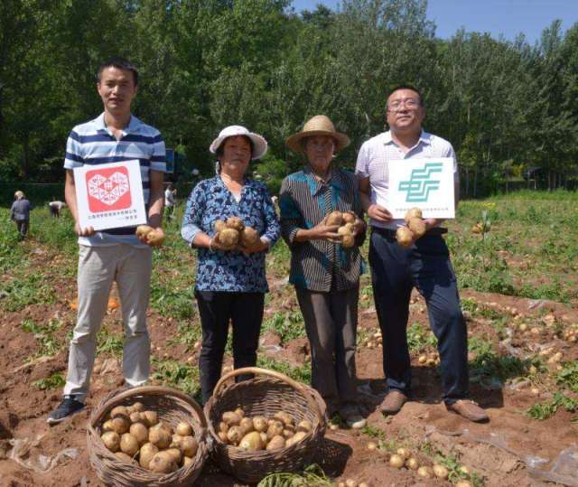 助农扶贫卖土豆 拼多多精准发力推动"农产品进城"