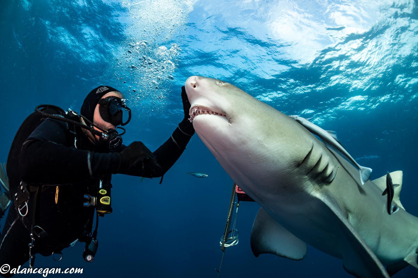 鲨鱼，我们都误解你了_搜狐网