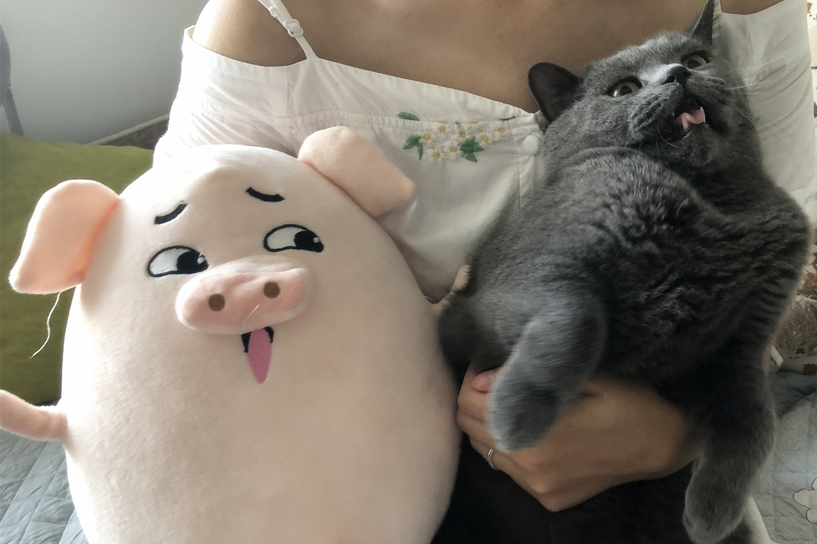 猫vs猪特征大对比!