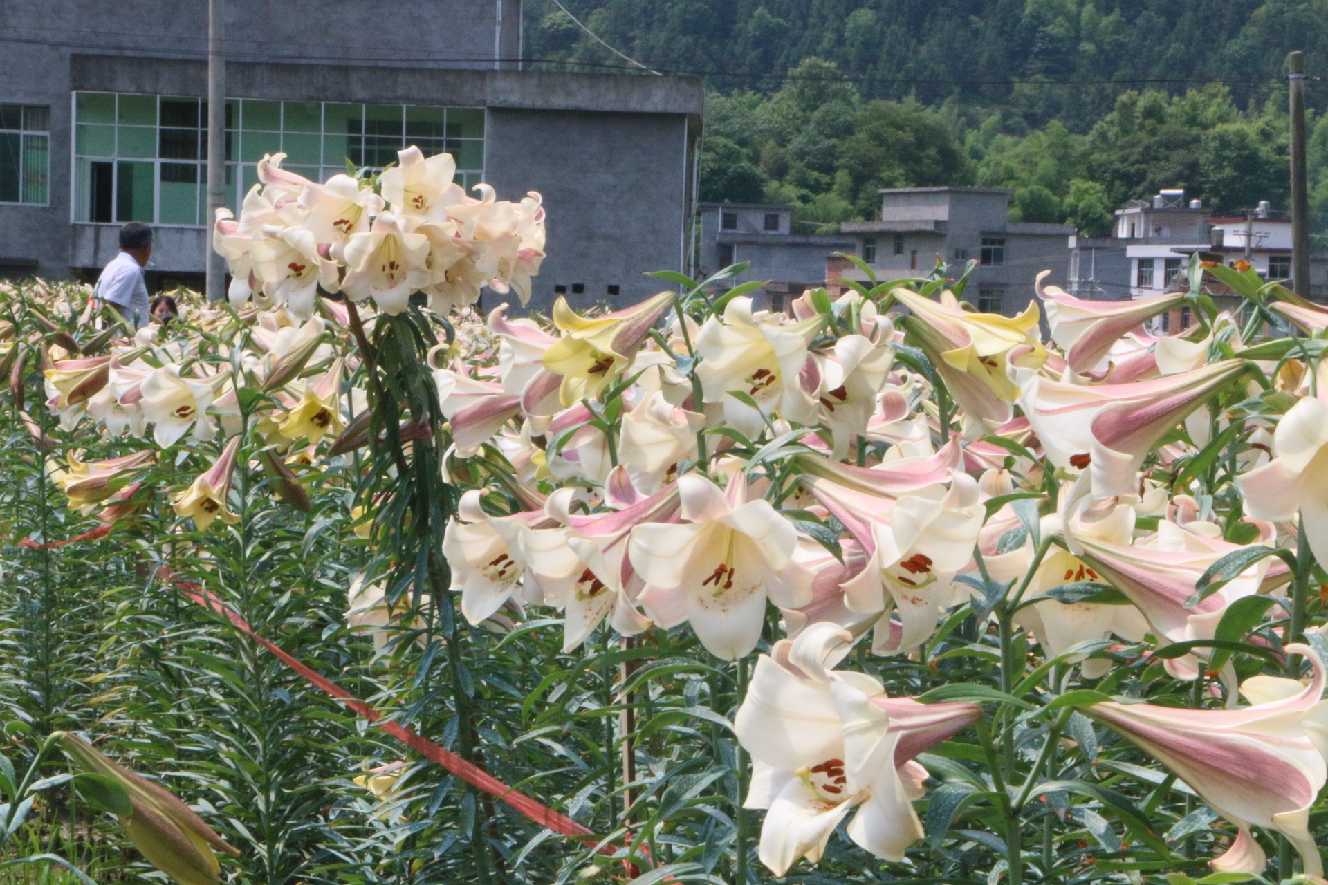 万载龙牙百合的故事,你知道百合花为什么是粉红色吗?