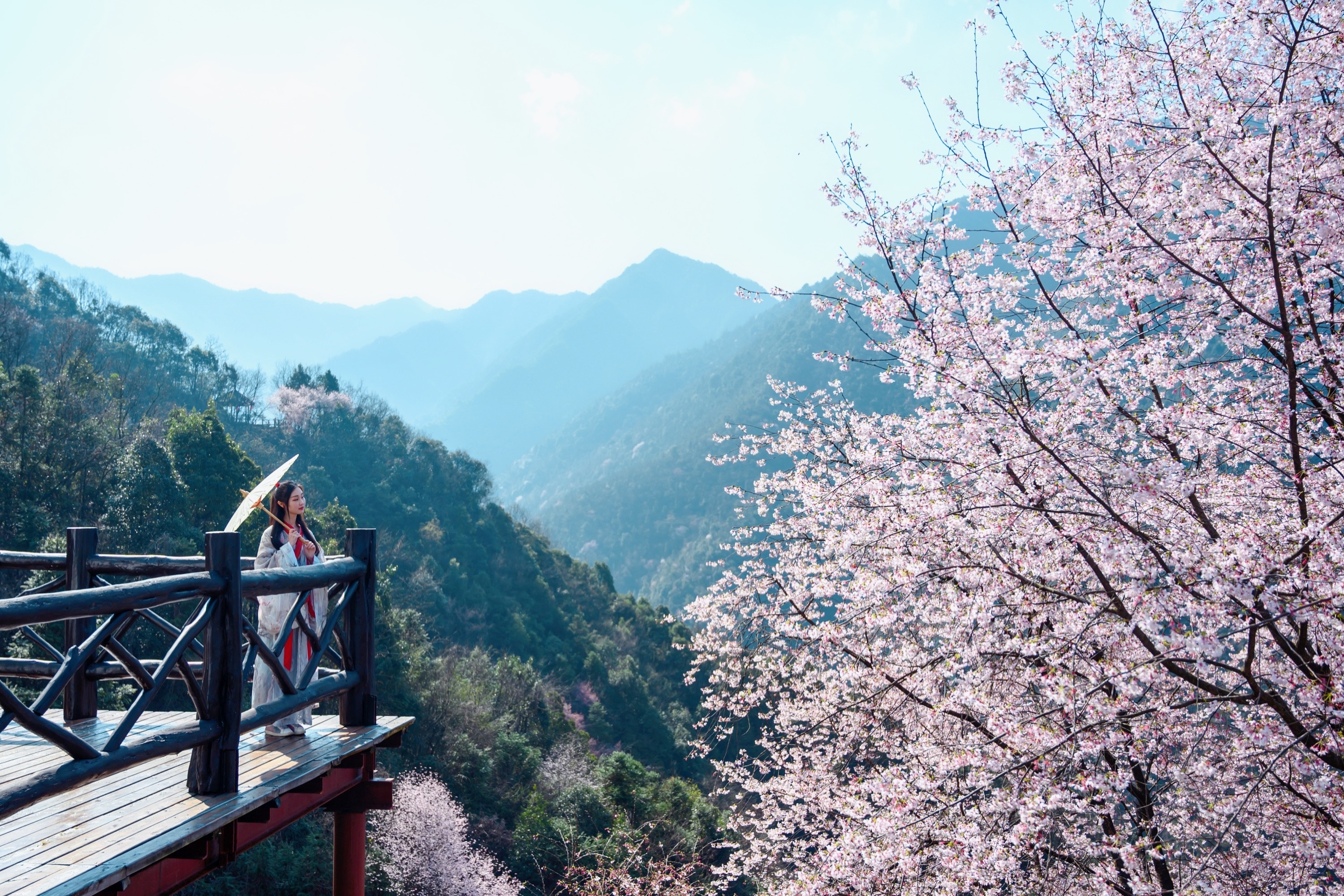 大芦花风景区樱花图片