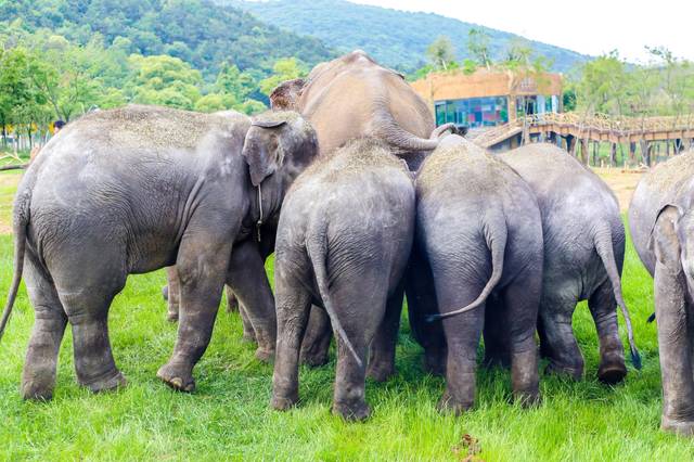 聪明的小脑瓜~ 5月5日起,太湖龙之梦乐园动物世界将暂不提供游客参观