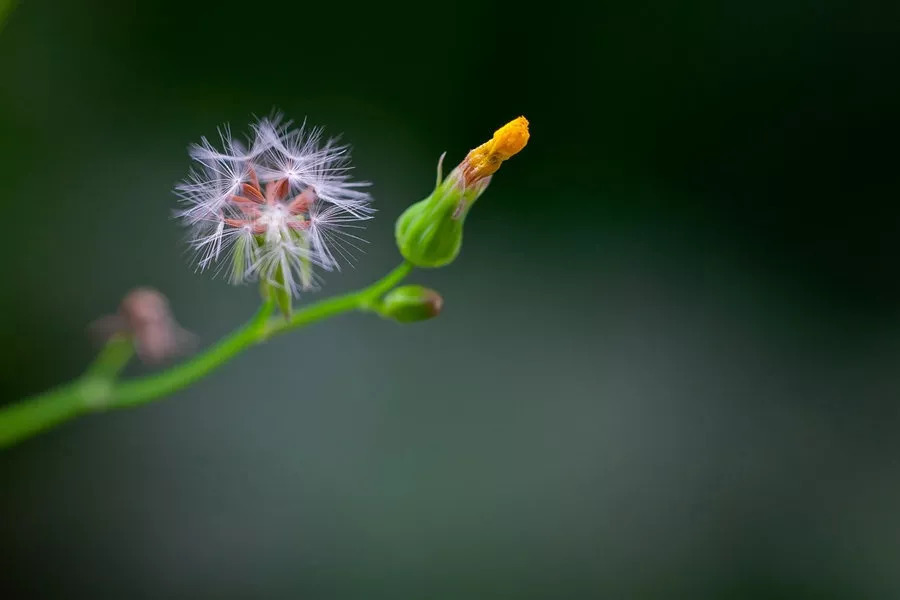 百草园| 黄鹌菜，花语代表“喜乐”之情_cm