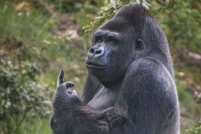 荷兰大猩猩不满被围观 公然对游客竖中指