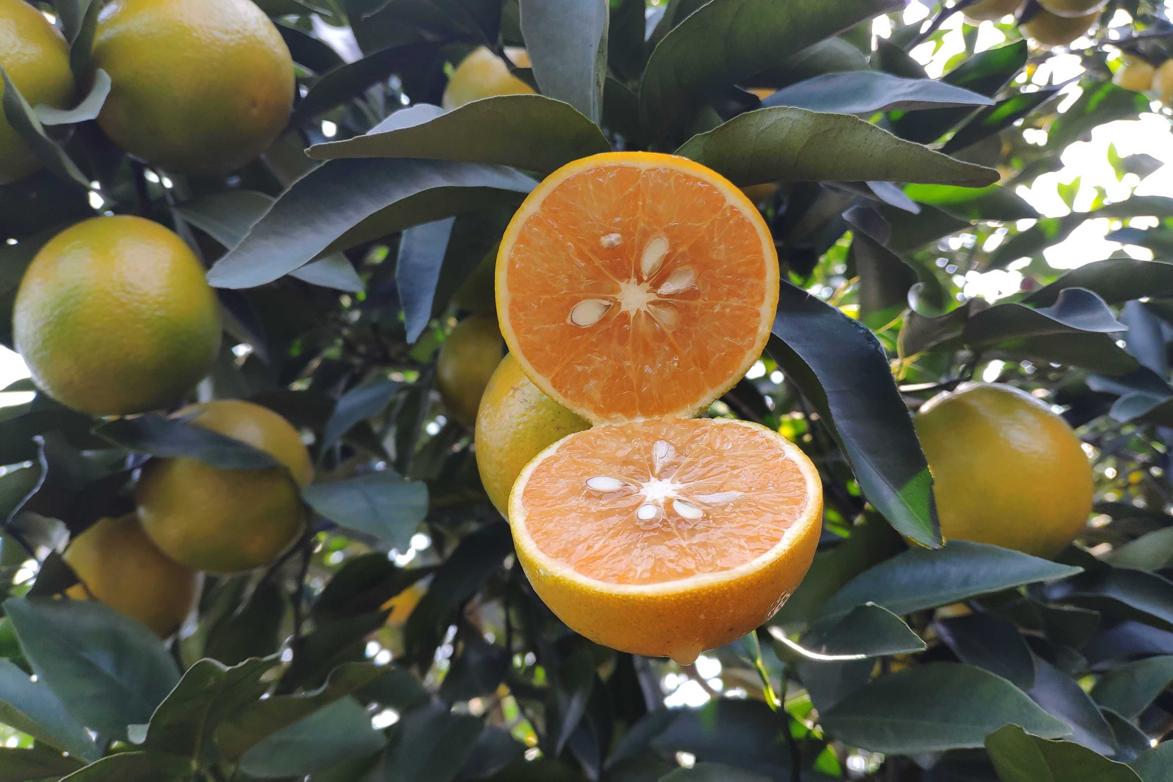 2019,正宗红江橙上市了,橙光四射,橙香飘满园.