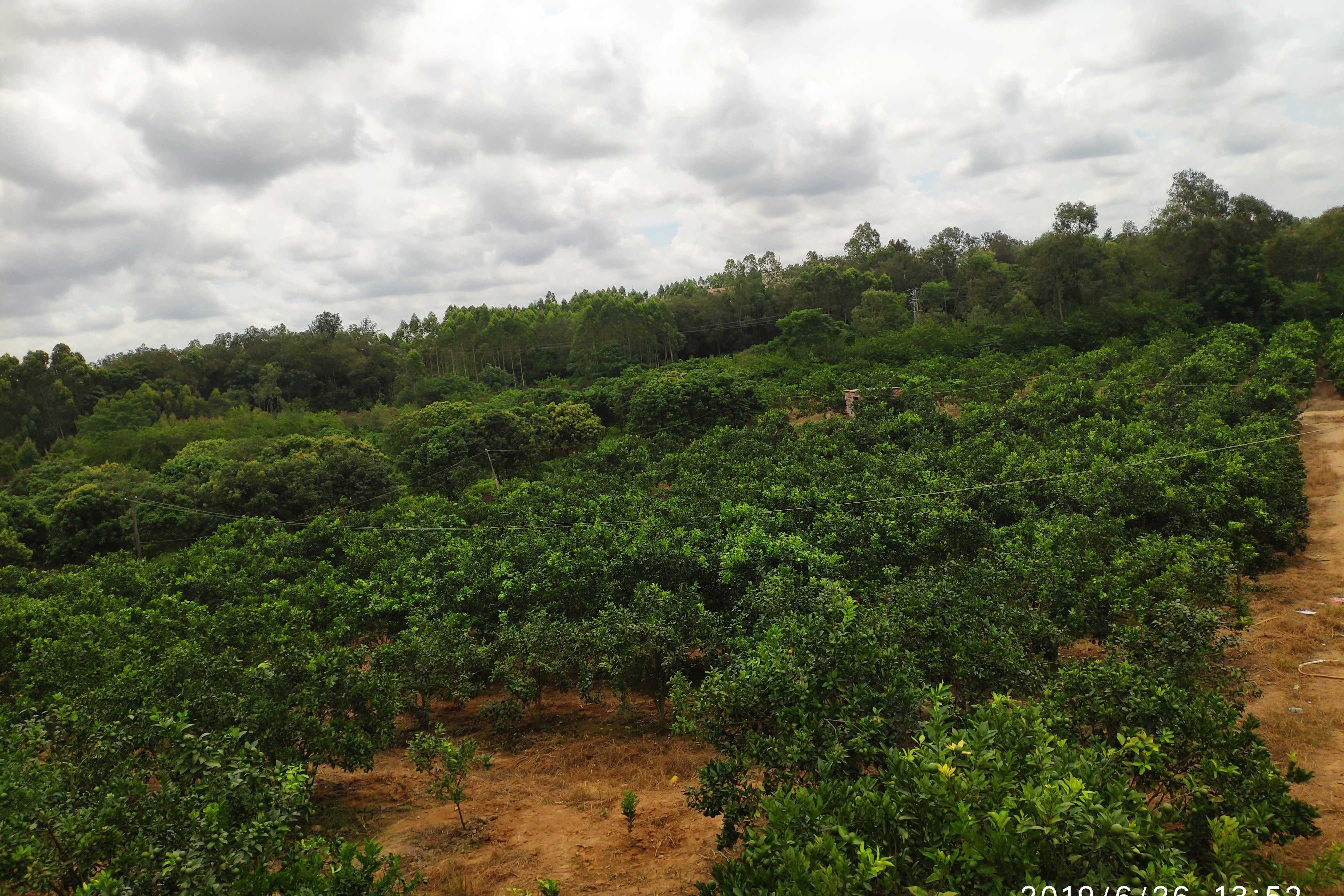 红江橙适合种植地区图片