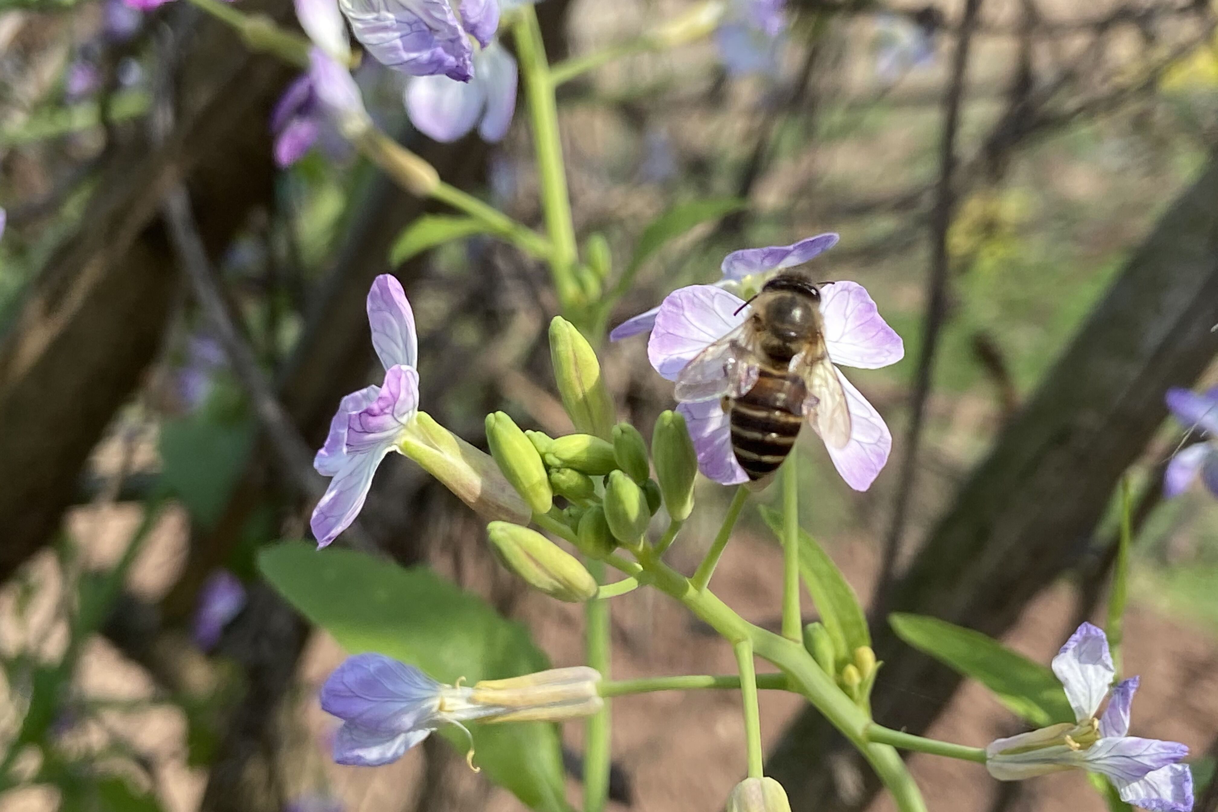 近镜头拍摄小蜜蜂采蜜