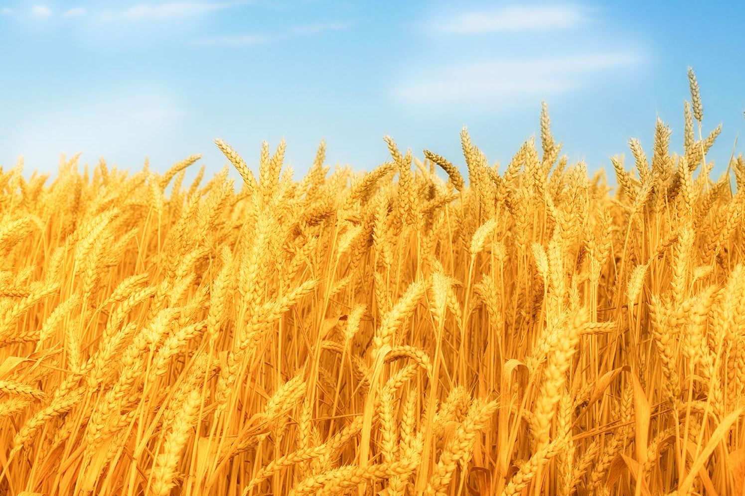 小麦成熟的样子图片