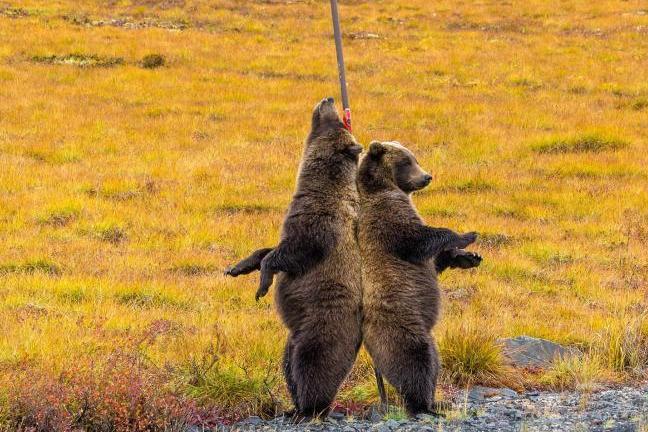 美洲棕熊背靠背挠痒痒 呆萌可爱