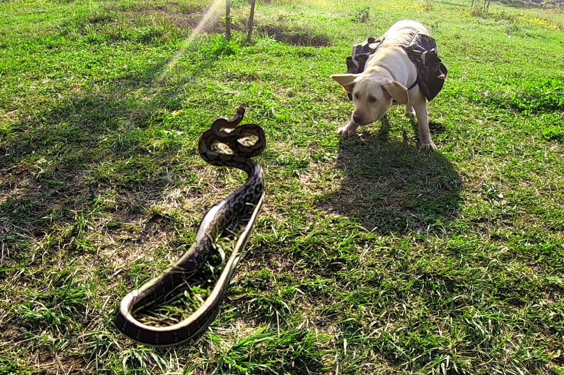 小强搞野遇捕蛇人罕见蛇狗大战场面太刺激不敢靠近