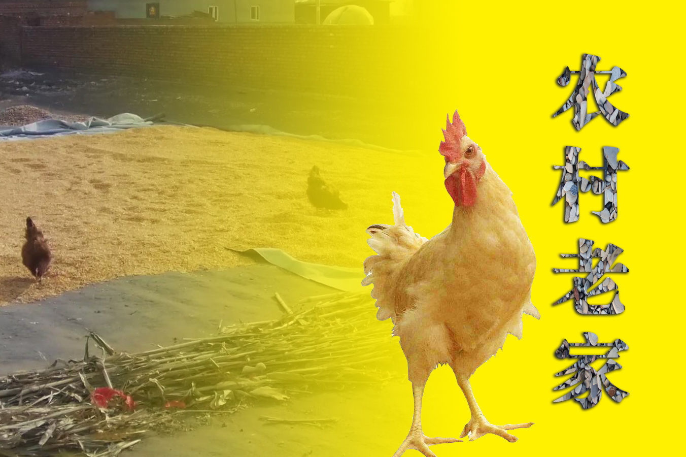 西安和平村鸡图片
