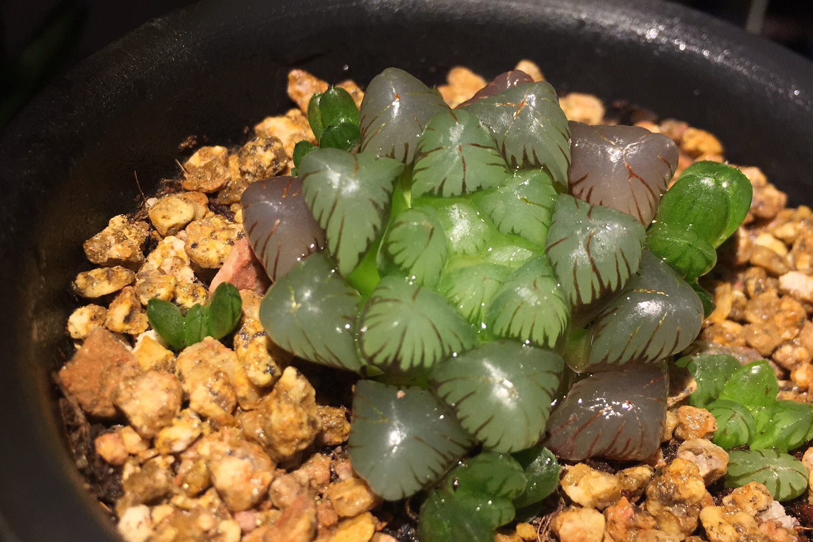 红丝玉露 多肉植物根系出现问题 快速解决办法