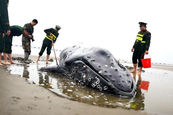 3吨重座头鲸搁浅启东海滩 营救5小时脱困