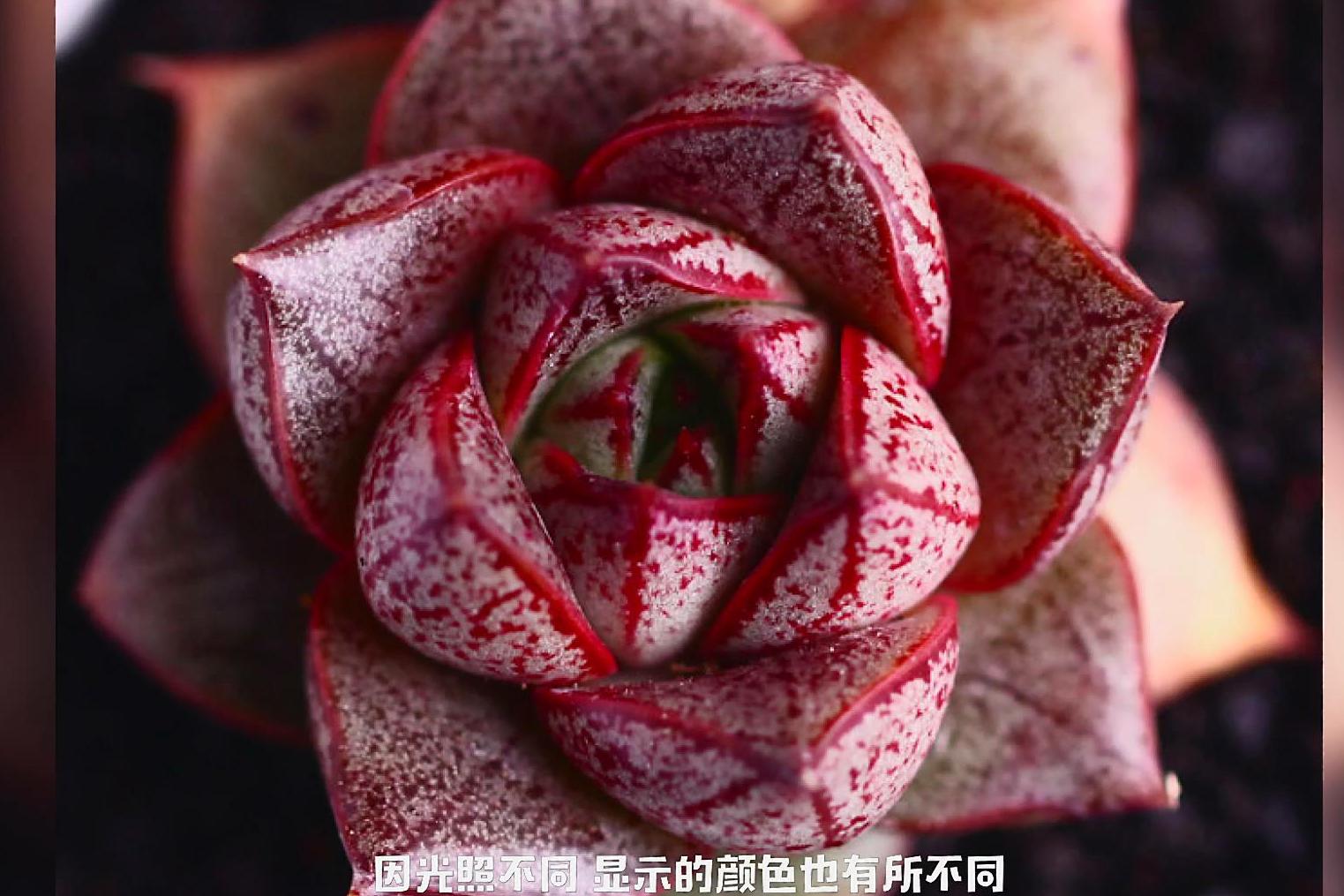 来自墨西哥的"酒神",极具异域风情的多肉大和锦_手机搜狐网