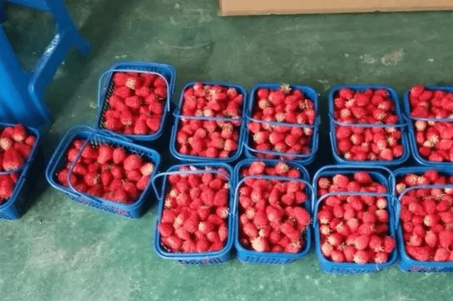 慈溪胜山成校:村民草莓滞销,成校支招销售