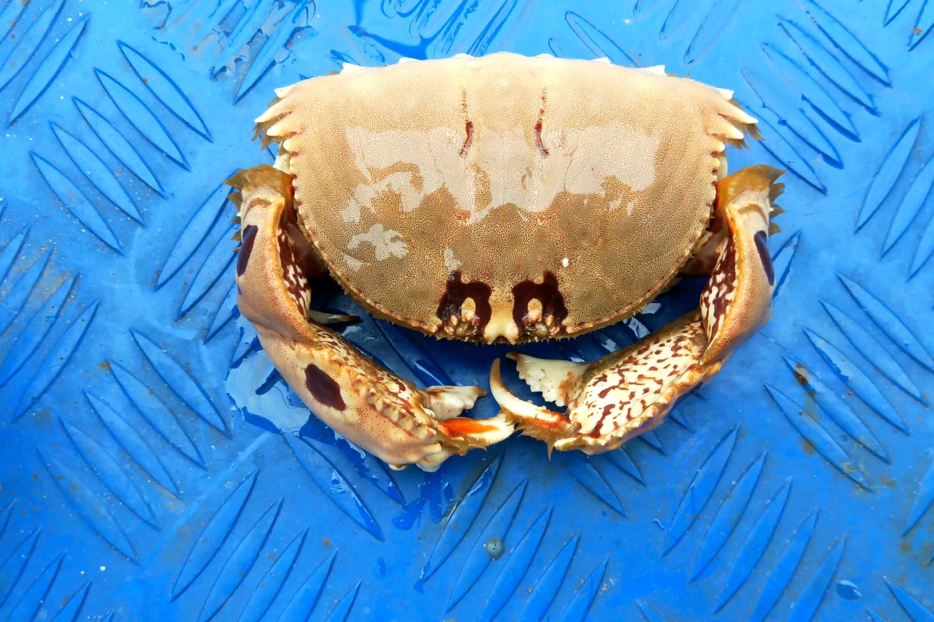 在当地很不受待见的一种螃蟹,吃它只吃两个钳子,身子直接扔掉