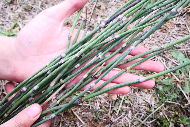 生活 农民 湖北 十堰 封村 植物 草药 药材 野菜 野草 节节草 光棍草