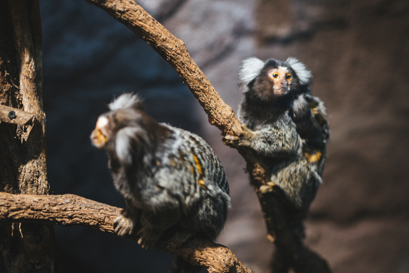 捕捉一只打哈欠的白耳绒宝宝镜头
