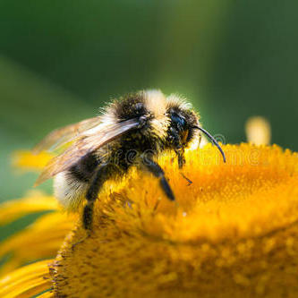 军事 美食 文化 星座 专题 游戏 搞笑 动漫 宠物 登录 沂蒙山的小蜜蜂