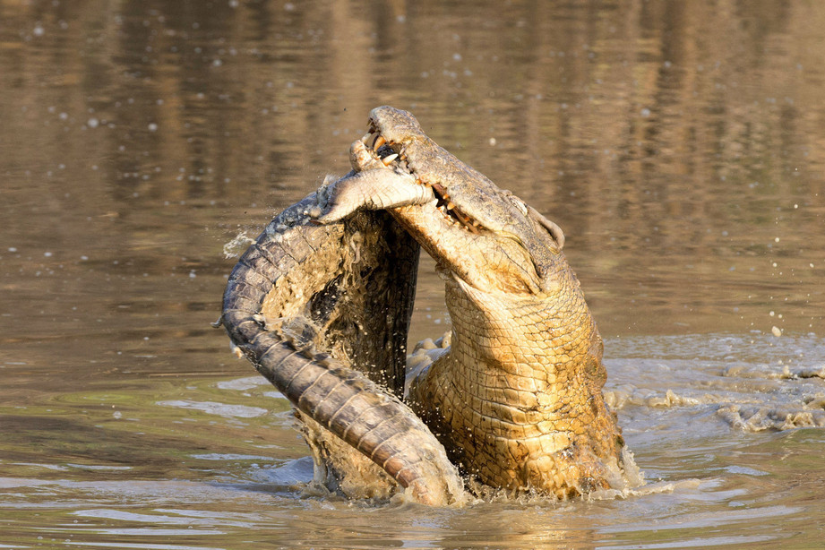 摄影师实拍赞比亚鳄鱼捕食同类 尽显凶残本性