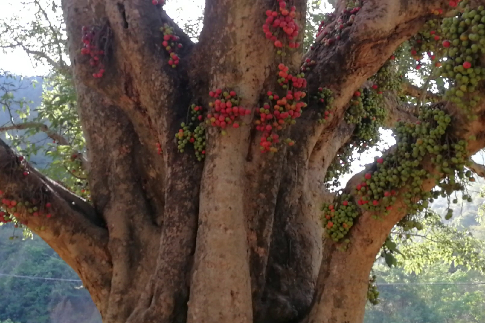 云南深山发现一棵千年古树被当地人称为龙树