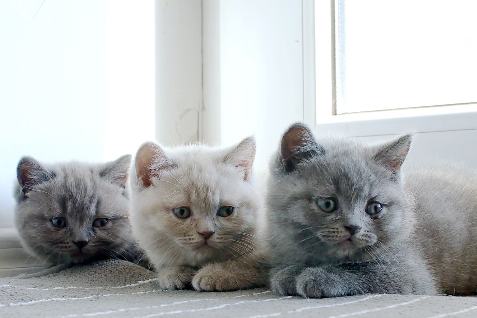 少看手机和电脑多学学这三只猫宝宝你就不会有颈椎病了