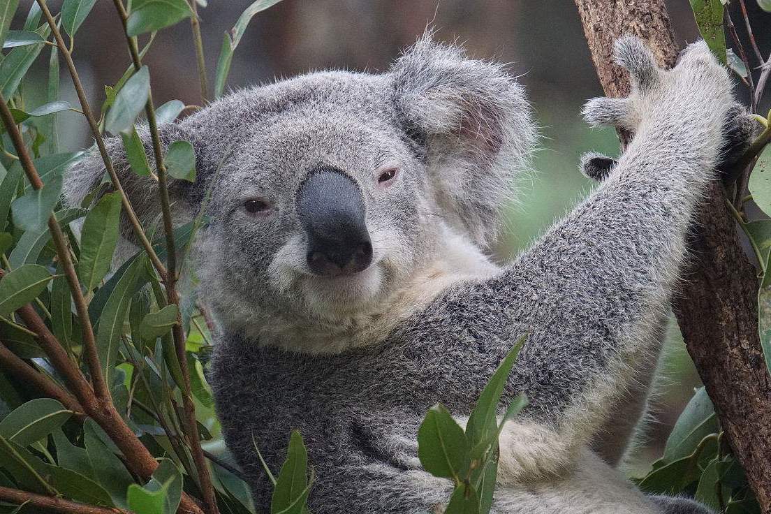 除了澳大利亚哪里还能看到胖嘟嘟的考拉?答案就在维也纳_手机搜狐网