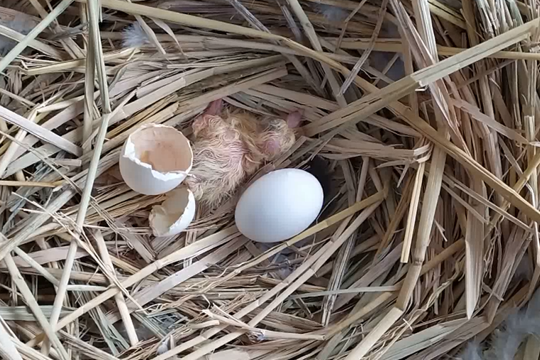 小伙买来1个月不到的种鸽孵出小鸽子了快来看看刚出壳的小鸽子
